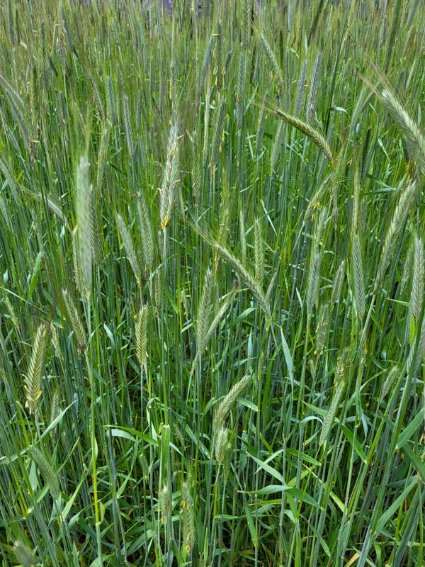 flora & fauna in Silz, Tirol